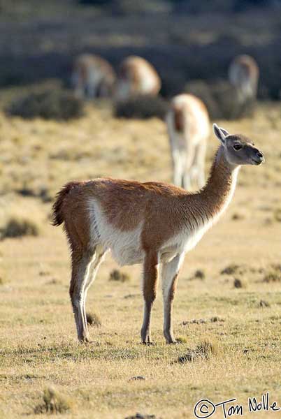 2005_Patagonia_10_0074