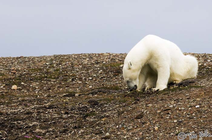 2005_Spitsbergen_07D_041