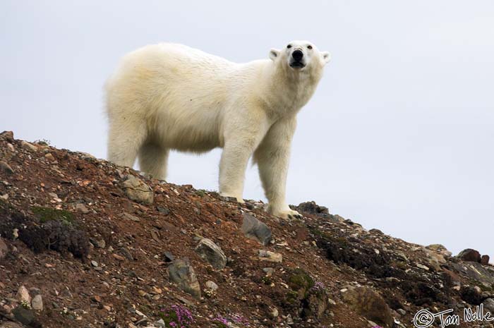 2005_Spitsbergen_07D_077