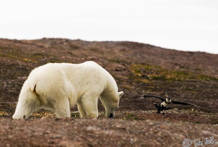 2005_Spitsbergen_07D_194