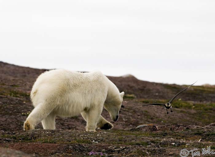 2005_Spitsbergen_07D_196