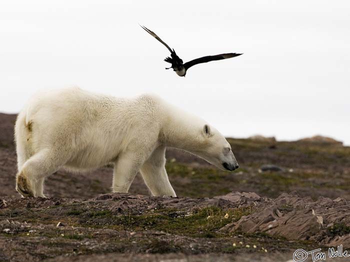 2005_Spitsbergen_07D_197