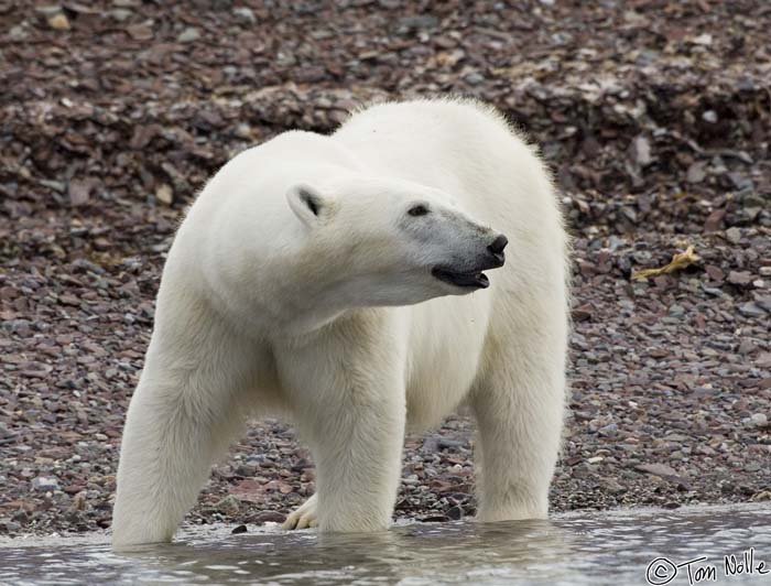 2005_Spitsbergen_07D_275