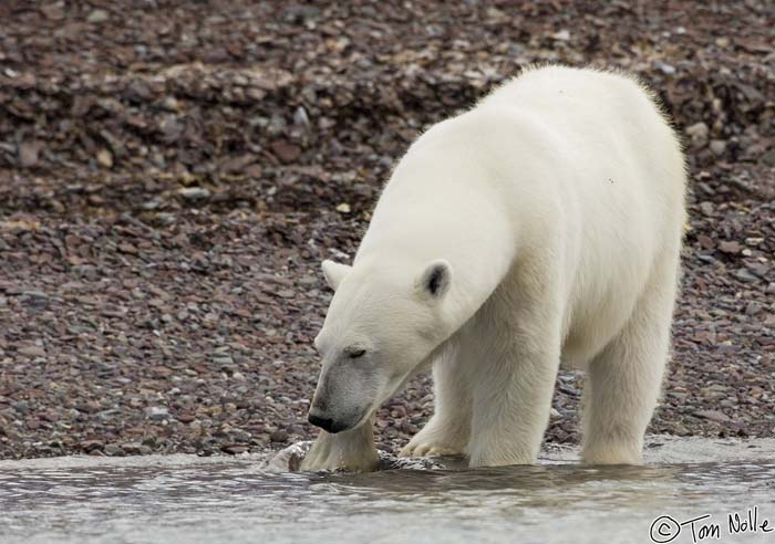 2005_Spitsbergen_07D_279