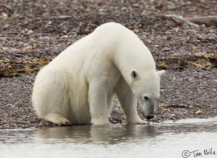 2005_Spitsbergen_07D_317