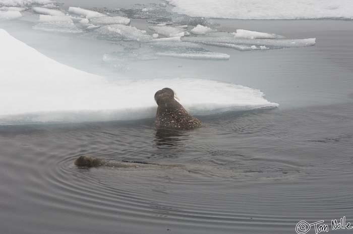 2005_Spitsbergen_08D_043