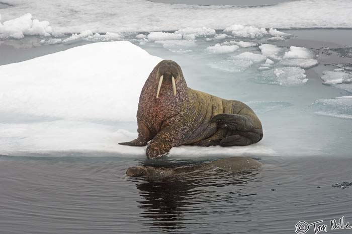 2005_Spitsbergen_08D_064