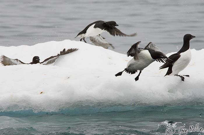 2005_Spitsbergen_09D_213