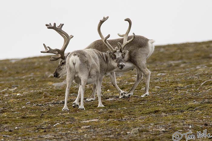 2005_Spitsbergen_09D_424