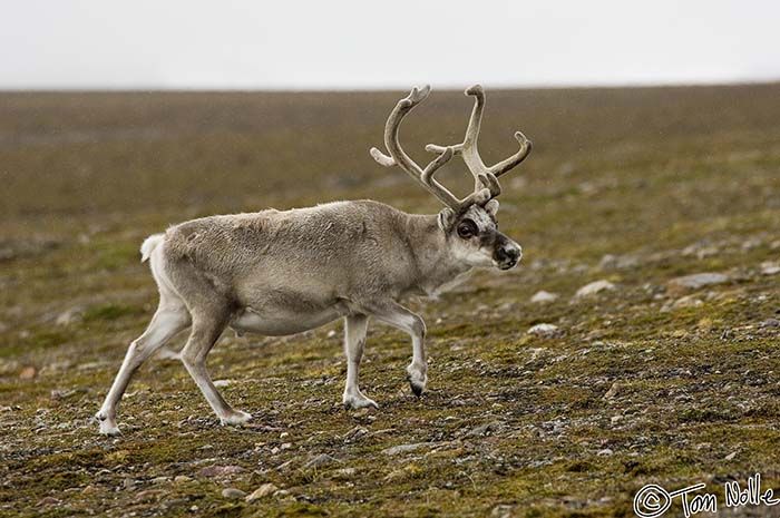 2005_Spitsbergen_09D_433