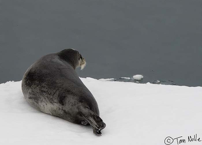 2005_Spitsbergen_09D_512