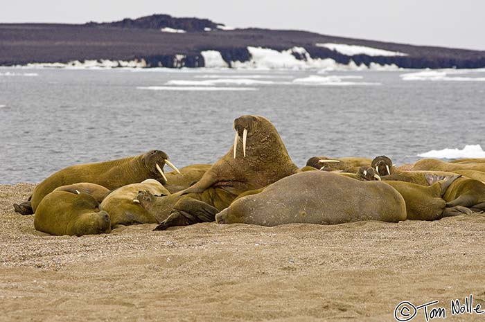 2005_Spitsbergen_10D_080