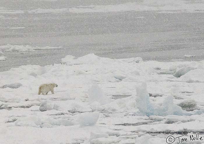 2005_Spitsbergen_10D_265