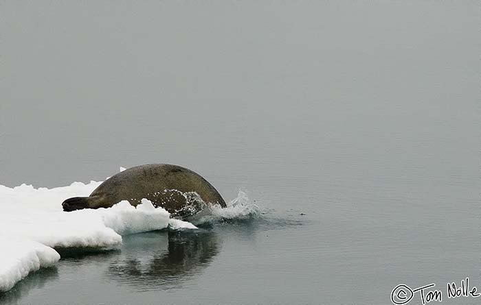 2005_Spitsbergen_10D_323