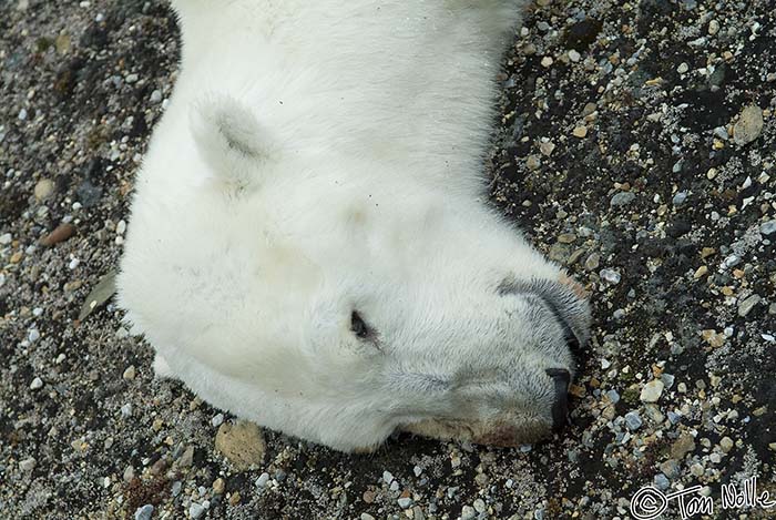 2005_Spitsbergen_10S_020