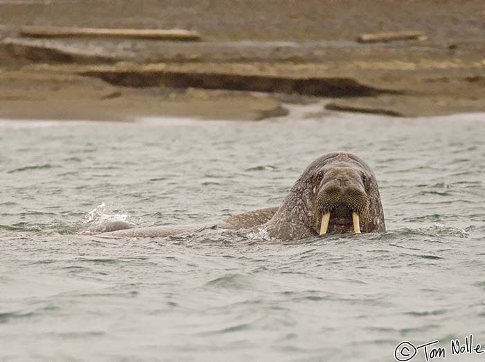 2005_Spitsbergen_12D_059