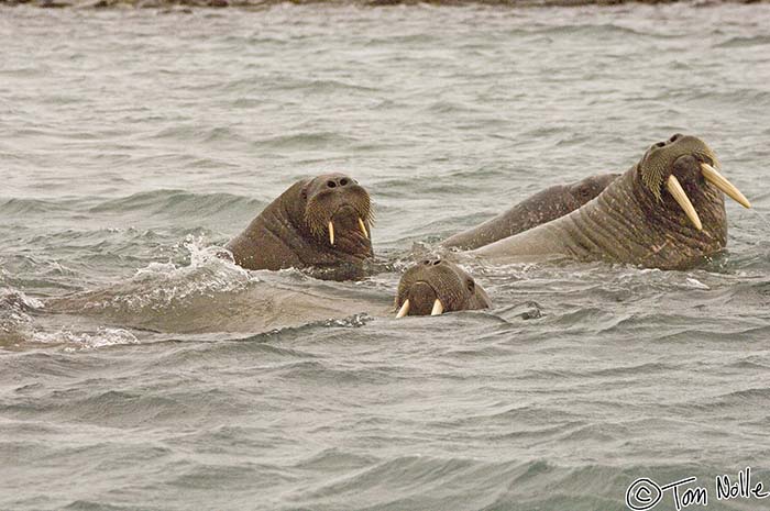 2005_Spitsbergen_12D_151