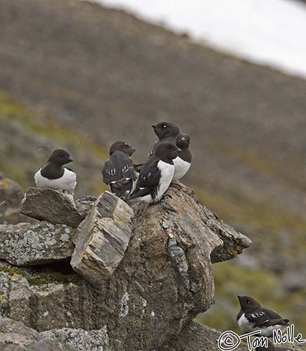 2005_Spitsbergen_13D_044