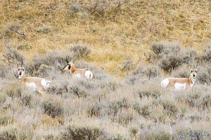 2005_Yellowstone_01D_028