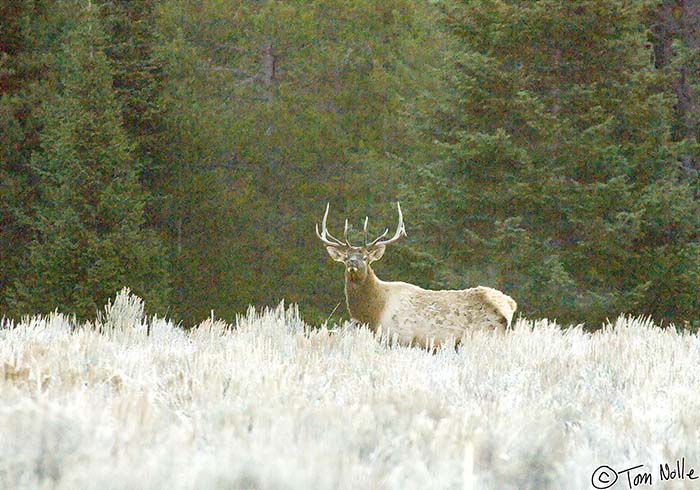 2005_Yellowstone_02D_025