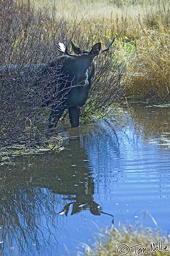 2005_Yellowstone_02D_242