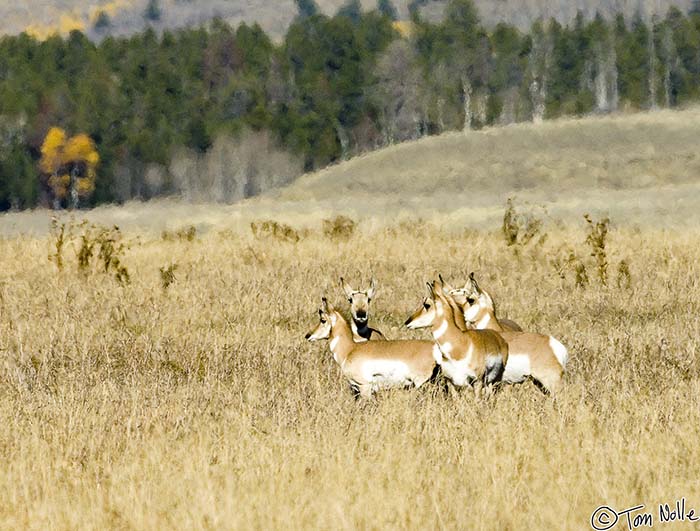 2005_Yellowstone_02D_334