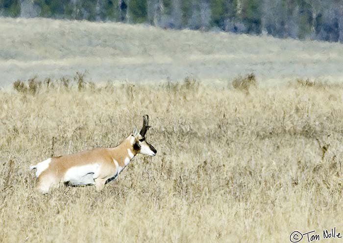 2005_Yellowstone_02D_374