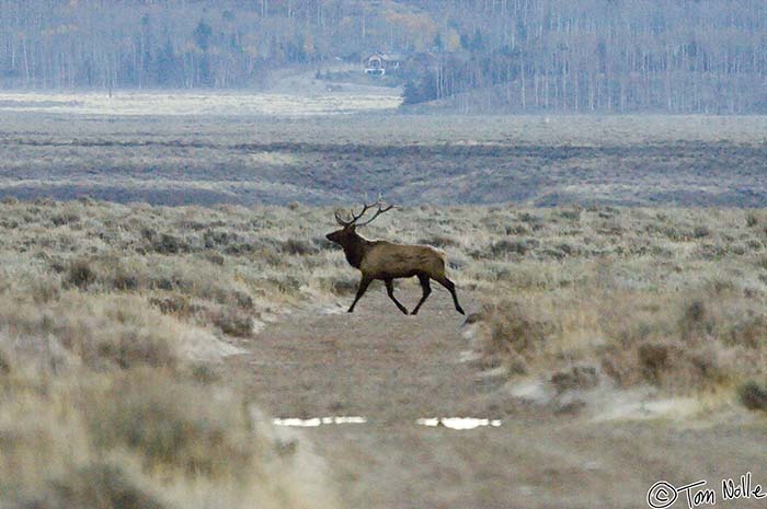 2005_Yellowstone_03D_070