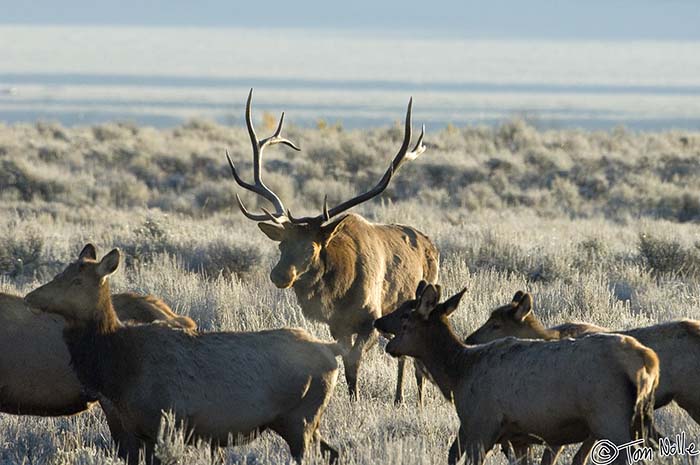 2005_Yellowstone_03D_104