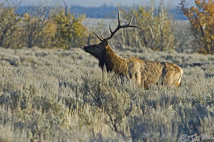 2005_Yellowstone_03D_123