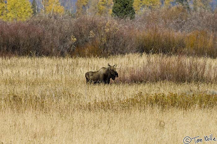 2005_Yellowstone_03D_135