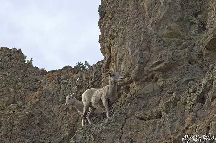 2005_Yellowstone_03D_141