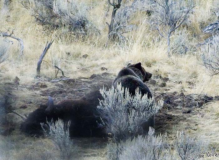 2005_Yellowstone_03D_165