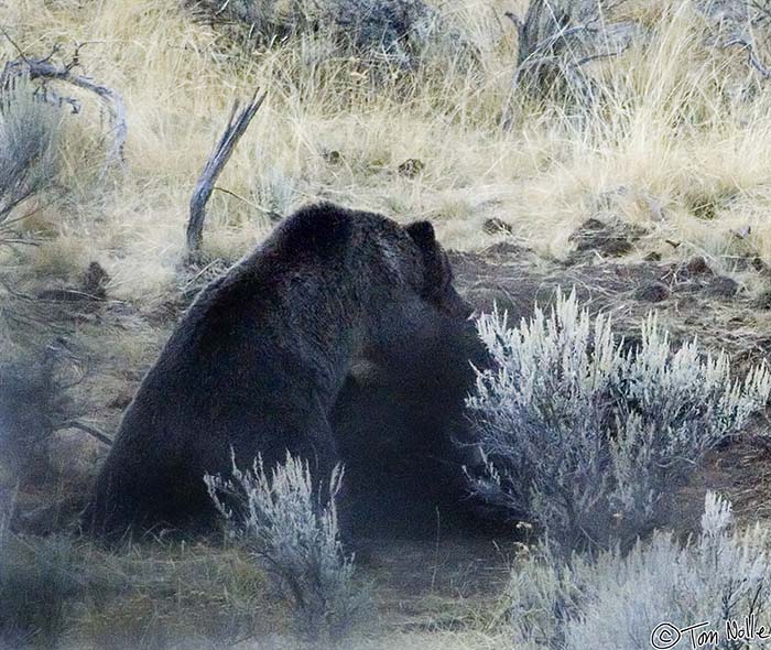 2005_Yellowstone_03D_170