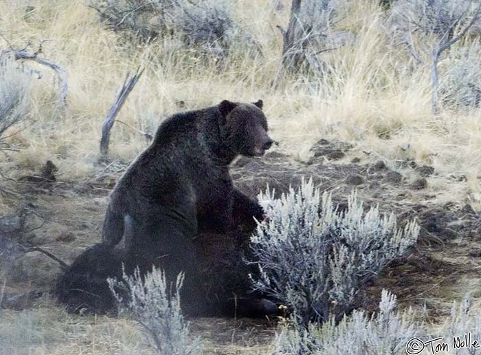 2005_Yellowstone_03D_174