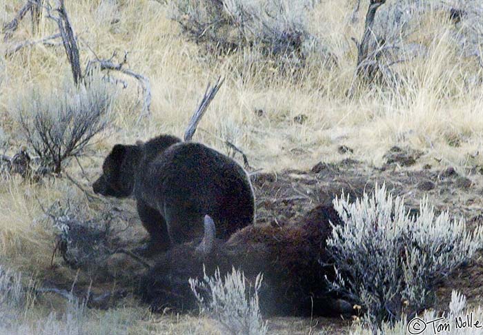 2005_Yellowstone_03D_178