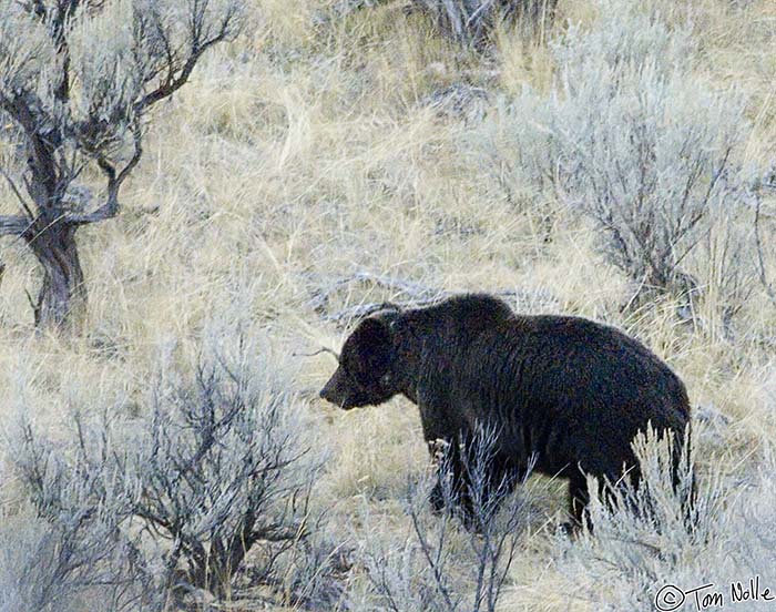 2005_Yellowstone_03D_181