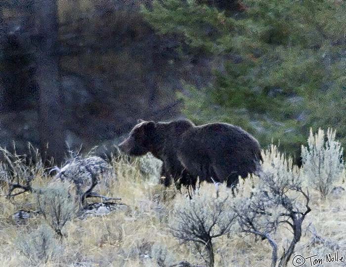 2005_Yellowstone_03D_197