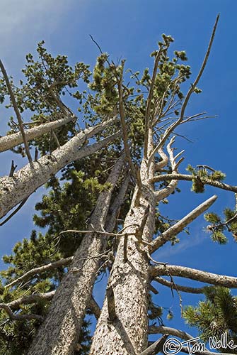 2005_Yellowstone_03S_062