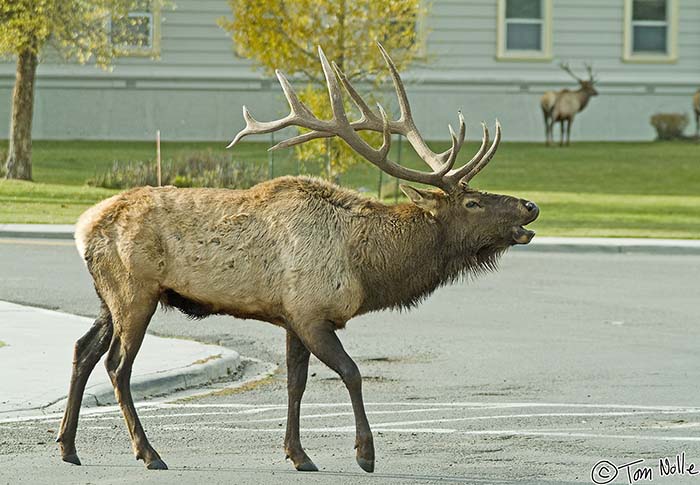 2005_Yellowstone_03S_103