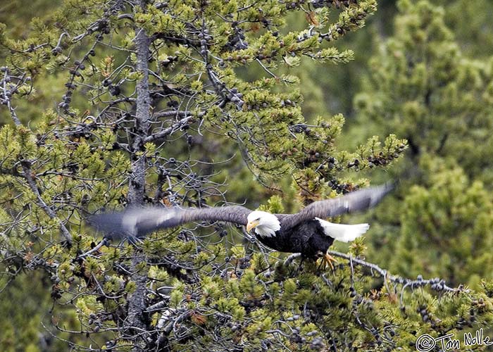 2005_Yellowstone_04D_083