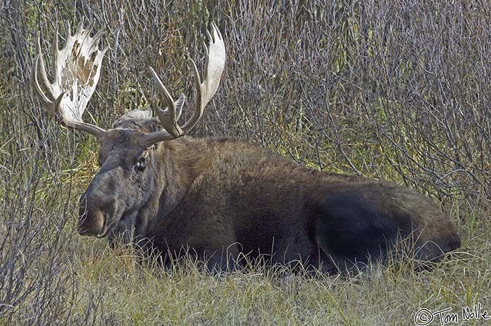 2005_Yellowstone_04D_093