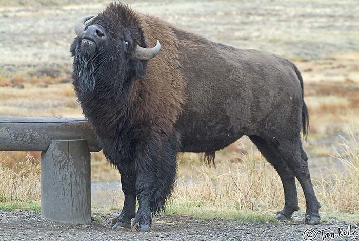 2005_Yellowstone_04S_003