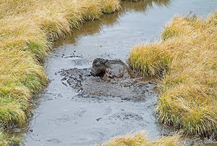 2005_Yellowstone_04S_026