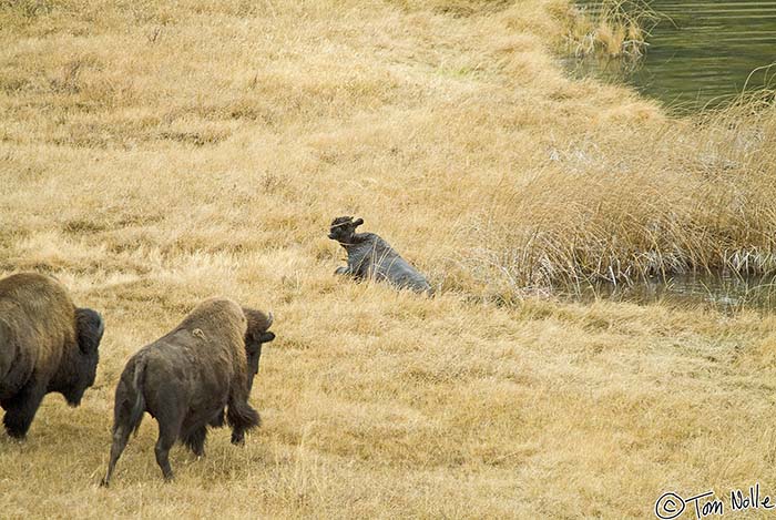 2005_Yellowstone_04S_054