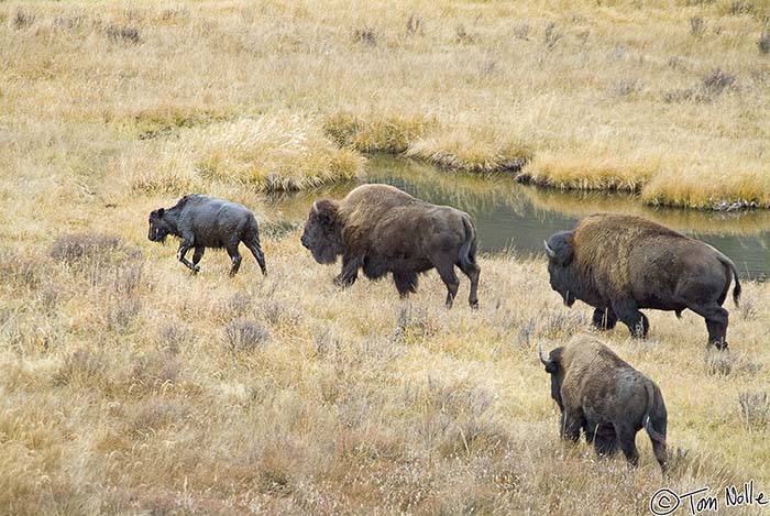 2005_Yellowstone_04S_058