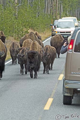 2005_Yellowstone_04S_061