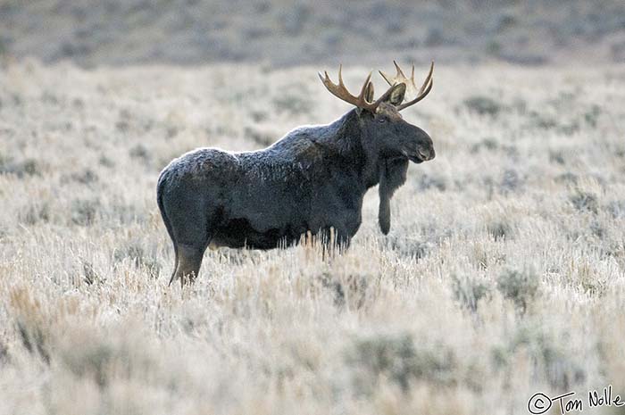 2005_Yellowstone_05D_027