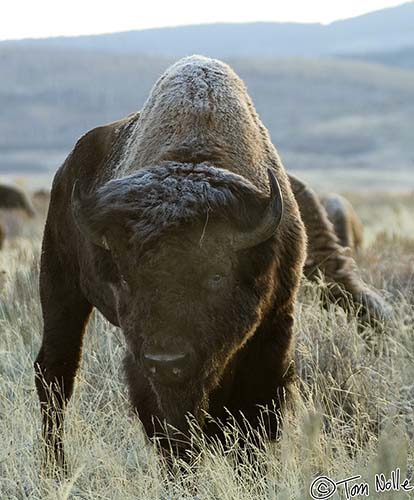 2005_Yellowstone_05S_079