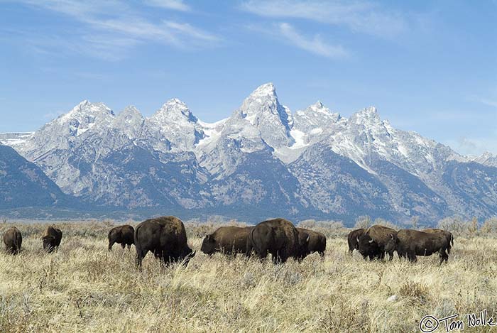 2005_Yellowstone_05S_093